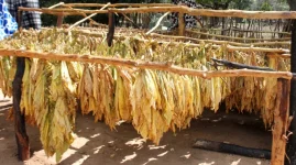 Farmers Cry Out For Cash As Tobacco Hits Record.webp