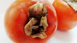 Doc Warns Persimmon Can Jam Gut Grapefruit Med Trap.webp
