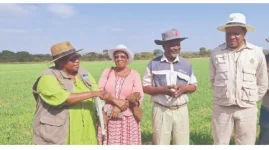 Zimbabwe Wheat Boom Sets Up Record 600k Tonne Haul.webp