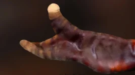 Basement Reishi Mushroom Looks Like Alien Monster.webp