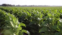 Zimbabwe Tobacco Farmers Smash 299 Million Kilos Record.webp