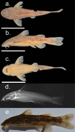 You Will Not Believe New Catfish in Zimbabwe Highlands.webp