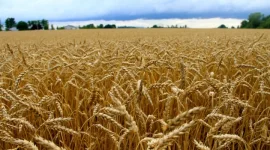 Cash Splash As Wheat Farmers Rake In Payout.webp