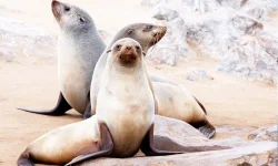 Rabid Seal Panic Hits Walvis Bay Lagoon.webp