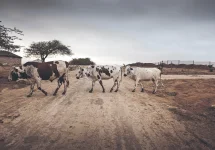 Zimbabwe Lithium Rush Drains Villagers Water and Grazing Land.webp