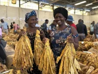 Zimbabwe achieves record tobacco deliveries, surpassing 300 million kilograms.webp