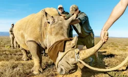 Namibia Launches Community Reward Fund to Combat Poaching in Zambezi Region.webp