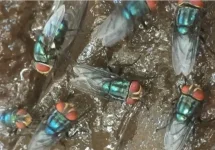 US Launches $8.5 Million Facility to Combat Screwworm Threat.webp