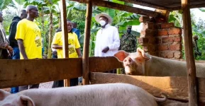 President Museveni praises PDM beneficiary for successful farming venture.webp