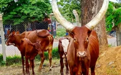 Police Recover 42 Cattle in Nakasongola Following Theft Crackdown.webp