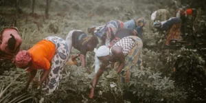 Ghana's agriculture suffers from political turnover and policy inconsistency.webp
