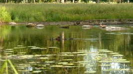 Rare red-necked grebes spotted in Gatchina Park, listed in Red Book.webp