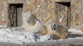 Polar bear in St. Petersburg gets ice generator for summer fun.webp