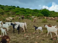 Security Team Recovers 59 Stolen Animals in Samburu County.webp