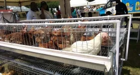 Ghana gets 55k homes into chicken farming.webp