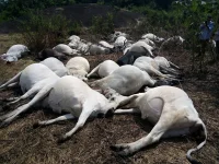 Rainstorm wipes out 32 cows in Ogun.webp