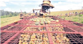 Del Monte Kenya farms get smart to beat climate change.webp