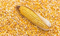 Namibia lifts ban on South African maize seed imports after review.webp