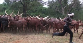 Museveni Bans Free-Range Cattle Movement, Cites Economic and Social Harm.webp