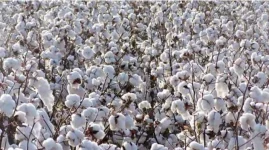 Zimbabwe Tests GM Cotton Varieties to Boost Production Amid Climate Challenges.webp