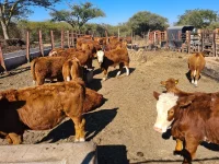 Zimbabwe and Nicaragua aim to boost cattle quality for beef exports.webp