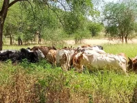 Kenya cops chase off raiders, snatch back stolen Ugandan cattle.webp