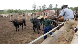 UK doctor duped out of $2.7k by vet worker in cattle scam.webp