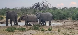Zimbabwe's new 10-year elephant plan taps tech and empowers locals.webp