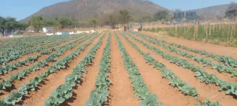 Village Business Units Drive Rural Industry, Market Access in Gokwe North.webp