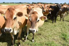 Namibian Cattle Sales Drop 58% in Q1 2025 as Herd Rebuilding Curbs Supply.webp