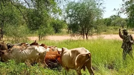 Kenyan Police Recover Livestock Stolen in Armed Cross-Border Raid in Turkana.webp