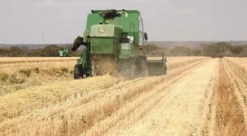 Zimbabwe Poised for Record Wheat Harvest as Plantings Reach 120,007 Hectares.webp
