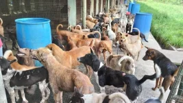 Sandakan shelter overwhelmed by surge of more than 600 stray dogs.webp
