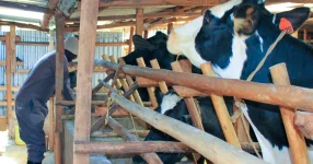Dairy Farmers in Western Kenya Call for Improved AI Services and Support.webp