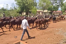 Uganda Prepares to Evict 20 Herders in Crackdown on Illegal Grazing.webp
