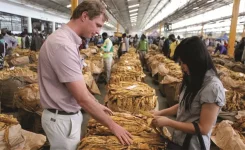 Farmers Gobble Up More Seed for 2025 Tobacco Season, But Challenges Loom.webp