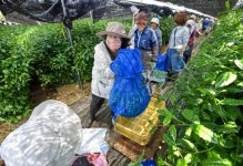 Tariff Tensions Threaten Matcha Boom as U.S. Imposes Duties on Japanese Tea.webp