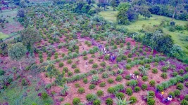 Ugandan Widows Evicted, MPs Warn Land War Looms.webp