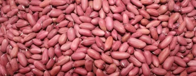 Toxic Maize Scandal Forces Uganda to Bet on Aflasafe Miracle.webp