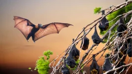 Australian Man Dies from Rare Bat-Borne Lyssavirus Infection.webp