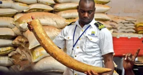 Uganda Loses $20 Million Annually to Wildlife Trafficking Despite Efforts.webp