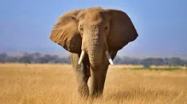 British Pensioner and Tourist Killed in Elephant Attack in Zambia.webp