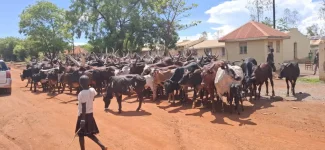 Security forces seize 35 cattle, arrest eight herders in Obongi for defying presidential order.webp