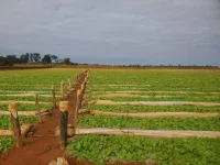 Zimbabwe tobacco farmers increase targets after record season success.webp