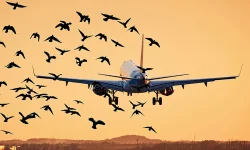 Bird strike risk rising at Hazrat Shahjalal International Airport.webp