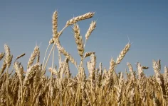 Indonesia flour mills to import one million tonnes of US wheat a year.webp