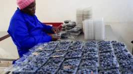 Zimbabweans can't eat the berries they grow.webp