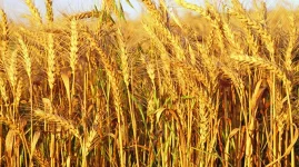 Obert Jiri brags Zimbabwe has so much wheat it must export it.webp