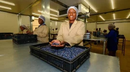 Zimbabwe cashes in on blueberry craze, profits soar 351 percent.webp
