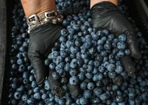 Alma Pak blueberries recalled in North Carolina over deadly Listeria.webp
